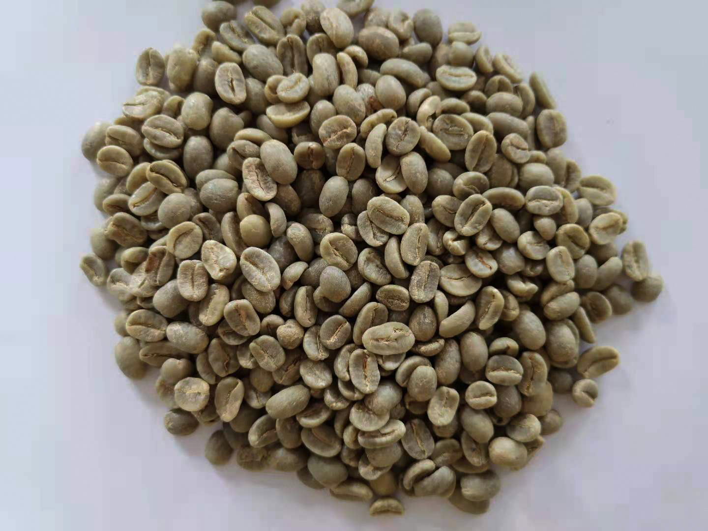 生豆圖.jpg