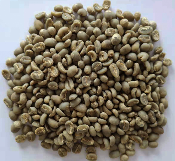 生豆圖.jpg